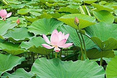 节奏游戏《纵横律动 浑然新声》10＆11推出EA版